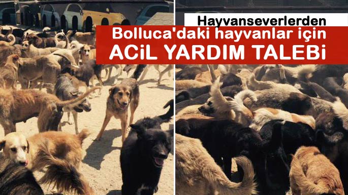arnavutkoy-bolluca-hayvanseverlerden-yardim-talebi