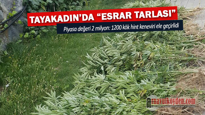 arnavutkoy-tayakadinda-esrar-tarlasi