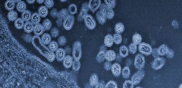 cinli_bilim_adamlarindan_kanseri_yok_eden_virus_1414186136_0334