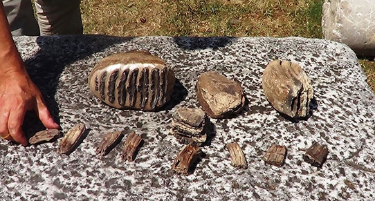 samsunda-bulunan-mamut
